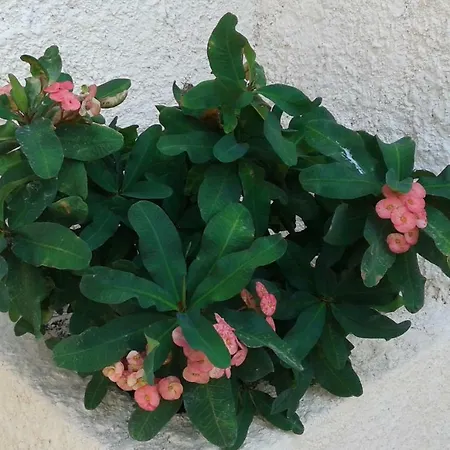 Sbarcatore Dei Turchi Villa