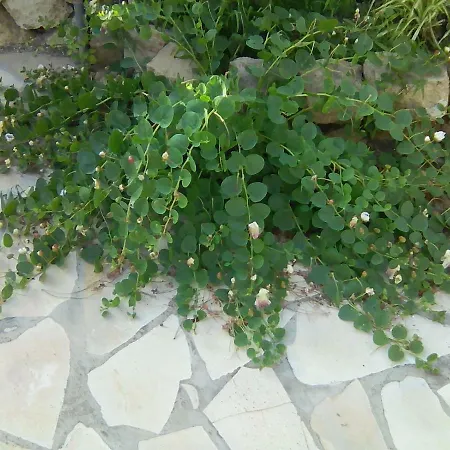 Sbarcatore Dei Turchi Brucoli