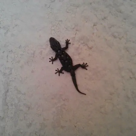 Sbarcatore Dei Turchi